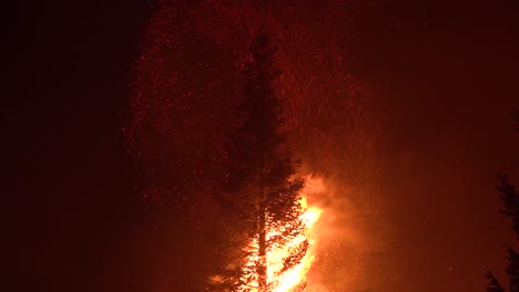 The-Dixie-Fire-Burns-A-Pine-Tree-In-A-Forest-In-Northern-California-At-Night