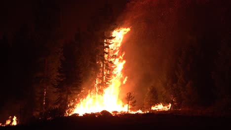 El-Incendio-Dixie-Quema-Un-Bosque-De-Pinos-En-El-Norte-De-California-Por-La-Noche