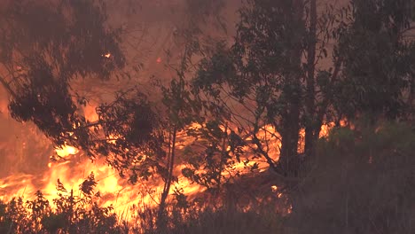 El-Fuego-Alisal-Arde-Salvajemente-A-Través-De-Un-Bosque-De-Eucaliptos-A-Lo-Largo-De-La-Costa-De-Gaviota-En-El-Condado-De-Santa-Barbara