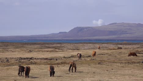 Massive-Vulkanfahne-Oder-Rauchwolke-Bricht-Aus-Dem-Vulkanausbruch-Des-Vulkans-Fagradalsfjall-In-Island-Mit-Isländischen-Ponys-Im-Feldvordergrund-Aus