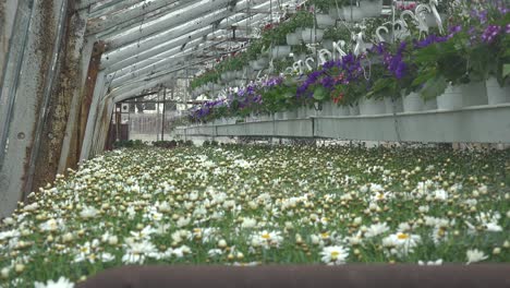 Flowers-Grow-In-The-Interior-Of-A-Greenhouse-In-Iceland-Powered-By-Geothermal-Heat