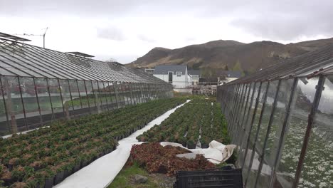 Las-Flores-Crecen-En-El-Interior-De-Un-Invernadero-En-Islandia-Alimentado-Por-Calor-Geotérmico