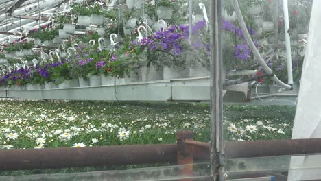 Blumen-Wachsen-Im-Inneren-Eines-Gewächshauses-In-Island,-Das-Mit-Erdwärme-Betrieben-Wird