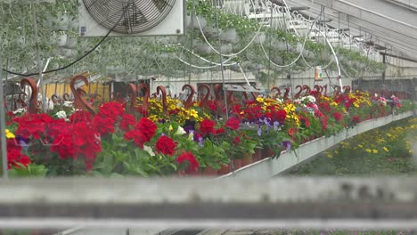 Blumen-Wachsen-Im-Inneren-Eines-Gewächshauses-In-Island,-Das-Mit-Erdwärme-Betrieben-Wird