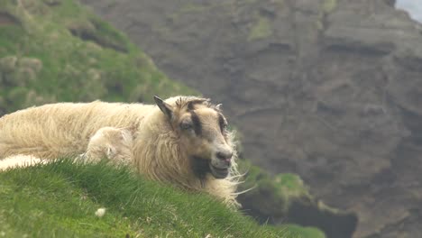 Ein-Schaf-Sitzt-Auf-Einer-Klippe-Mit-Einem-Lamm-In-Der-Nähe-In-Einer-Abgelegenen-Gegend-Von-Island