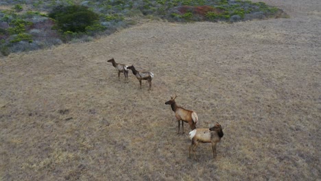 Aerial-Shot-Of-Elk-Deer-Wildlife-Grazing-On-A-Remote-Central-California-Hillside