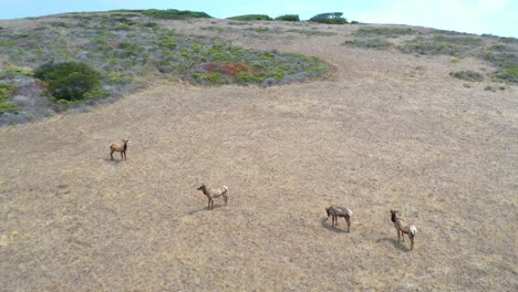 Pull-Back-Aerial-Shot-Of-Elk-Deer-Wildlife-Grazing-On-A-Remote-Central-California-Hillside-To-Reveal-Remote-Coastal-Mountains-And-Hills