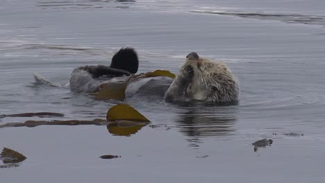 A-Sea-Otter-Rolls-In-Seaweed-To-Keep-From-Floating-Away-In-A-Playful,-Happy-Ocean-Scene