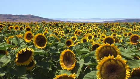 Wunderschönes-Sonnenblumenfeld-Im-Strahlenden-Sonnenschein-Kaliforniens-In-Der-Nähe-Von-Gilroy,-Kalifornien