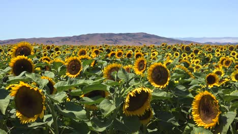 Schwenken-Sie-über-Ein-Wunderschönes-Feld-Mit-Sonnenblumen-Im-Strahlenden-Kalifornischen-Sonnenschein-In-Der-Nähe-Von-Gilroy,-Kalifornien