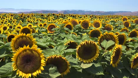 Gorgeous-Field-Of-Sunflowers-In-Bright-California-Sunshine-Near-Gilroy,-California