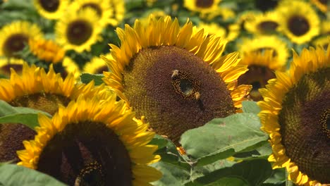 Wunderschönes-Sonnenblumenfeld-Im-Strahlenden-Kalifornischen-Sonnenschein-In-Der-Nähe-Von-Gilroy,-Kalifornien,-Mit-Bestäubenden-Honigbienen