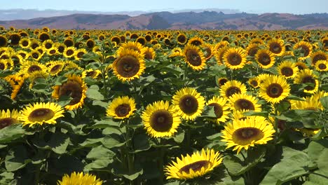 Wunderschönes-Sonnenblumenfeld-Im-Strahlenden-Sonnenschein-Kaliforniens-In-Der-Nähe-Von-Gilroy,-Kalifornien