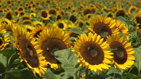 Wunderschönes-Sonnenblumenfeld-Im-Strahlenden-Kalifornischen-Sonnenschein-In-Der-Nähe-Von-Gilroy,-Kalifornien,-Mit-Bestäubenden-Honigbienen