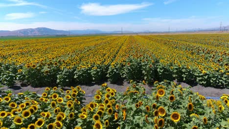 Aerial-Over-Gorgeous-Field-Of-Sunflowers-In-Bright-California-Sunshine-Near-Gilroy,-California