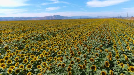 Luftaufnahme-über-Einem-Wunderschönen-Sonnenblumenfeld-In-Strahlendem-Sonnenschein-In-Kalifornien-In-Der-Nähe-Von-Gilroy,-Kalifornien