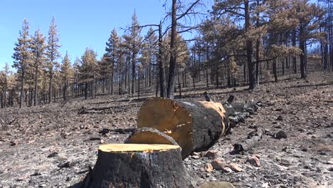 Panorámica-A-Través-De-árboles-Caídos,-Cenizas-Y-Bosques-Quemados-Tras-El-Destructivo-Incendio-De-Caldor-Cerca-Del-Sur-De-Lake-Tahoe,-California