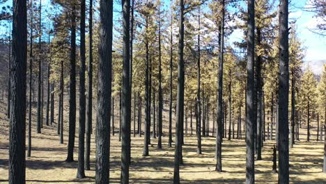 Antena-Lenta-A-Nivel-Del-Suelo-A-Través-De-árboles-Forestales-Destruidos-Quemados-Y-Destrucción-Del-Desierto-Del-Fuego-Caldor-Cerca-Del-Lago-Tahoe,-California