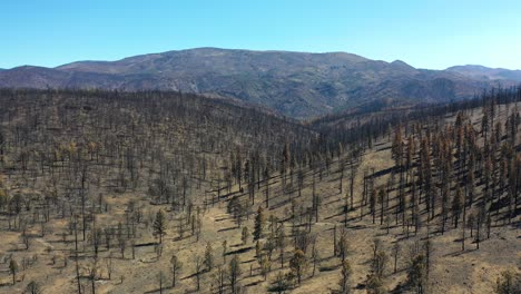 Antena-Sobre-árboles-Forestales-Destruidos-Quemados-Y-Destrucción-Del-Desierto-Del-Fuego-Caldor-Cerca-Del-Lago-Tahoe,-California