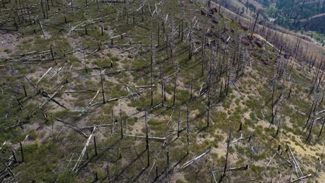 Antena-Sobre-Bosques-Quemados-Con-Vegetación-Que-Regresa-Cerca-Del-Lago-Tahoe,-California