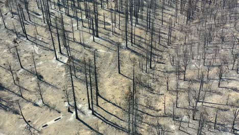 Antena-A-Nivel-Del-Suelo-A-Través-De-árboles-Forestales-Destruidos-Quemados-Y-Destrucción-Del-Desierto-Del-Fuego-Caldor-Cerca-Del-Lago-Tahoe,-California