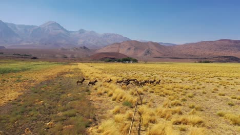 Aerial-Over-A-Beautiful-Herd-Of-California-Elk-Or-Mule-Deer-Running-In-Fields-In-The-Eastern-Sierra-Nevada-Mountains-Near-Lone-Pine,-California