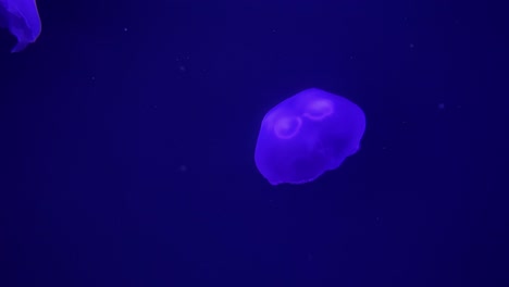 A-Purple-Jellyfish-Propels-Itself-Underwater-In-This-Aquatic-Marine-Life-Shot