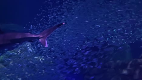 Ein-Hai-Schwimmt-In-Einem-Aquarium-Durch-Fischverseuchtes-Wasser