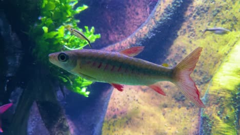 Unterwasseraufnahme-Eines-Kardinaltetra-Paracheirodon-Axelrodi-Fisches,-Der-Unter-Wasser-Schwimmt