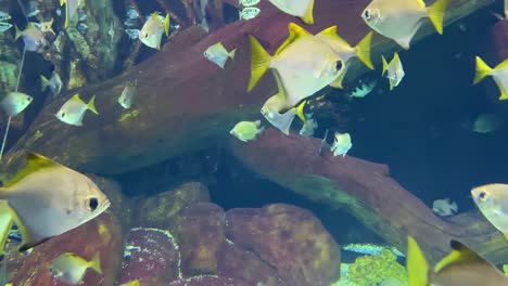 Unterwasseraufnahme-Einer-Schule-Von-Silbernen-Moonyfish-Tropischen-Gestreiften-Schwimmenden-Fischen