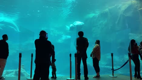 Touristen-Im-Georgia-Aquarium-In-Atlanta-Bewundern-Belugawale,-Die-In-Einem-Großen-Unterwasserglasbecken-Spielen