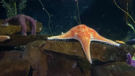 Ein-Orangefarbener-Seestern-Bewegt-Sich-Langsam-Unter-Wasser-In-Einem-Aquarium