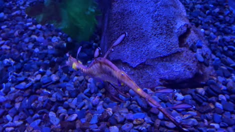 A-Weedy-Sea-Dragon-Swims-Underwater-In-This-Strange-Underwater-Creature-Shot