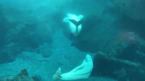 Beluga-Wale,-Die-In-Einem-Großen-Unterwasserglasbecken-Schwimmen-Und-Mit-Spielzeug-Spielen