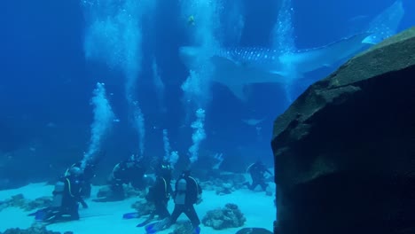Taucher-Schwimmen-Unter-Wasser-Mit-Einem-Riesigen-Walhai-Im-Georgia-Aquarium-In-Atlanta
