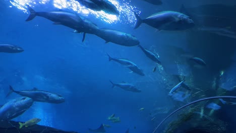 Tourists-At-The-Georgia-Aquarium-In-Atlanta-Walk-In-An-Underwater-Glass-Tunnel-Admiring-Fish