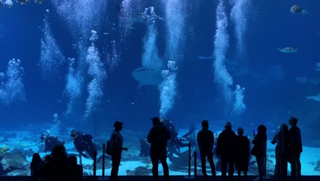 Ein-Taucher-Schwimmt-Mit-Einem-Riesigen-Walhai-Unter-Wasser,-Während-Touristen-In-Einem-Riesigen-Unterwassertank-Im-Georgia-Aquarium-In-Atlanta-Zuschauen