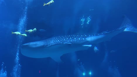 Ein-Riesiger-Walhai-Schwimmt-Unter-Wasser-Im-Georgia-Aquarium-In-Atlanta