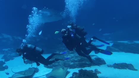 Taucher-Schwimmen-Unter-Wasser-Mit-Einem-Riesigen-Walhai-Im-Georgia-Aquarium-In-Atlanta