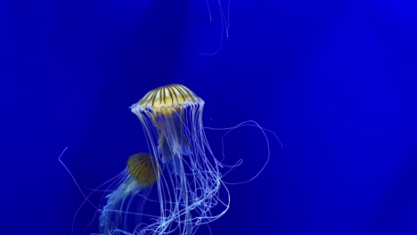 Beautiful-Atlantic-Sea-Nettle-Jellyfish-Swim-Underwater-In-A-Tank-At-The-Georgia-Aquarium-In-Atlanta