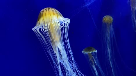Beautiful-Atlantic-Sea-Nettle-Jellyfish-Swim-Underwater-In-A-Tank-At-The-Georgia-Aquarium-In-Atlanta