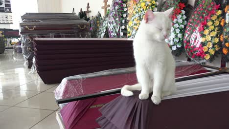 A-Cat-Sits-On-Coffins-In-A-Mortuary-In-Irpin-Kyiv,-Ukraine-Where-Coffins-Are-Made-Ready-For-Victims-Of-Russian-Aggression