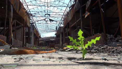 In-This-Classic-Shot-A-Green-Plant-Grows-Amidst-The-Total-Destruction-Of-Kharkiv,-Ukraine-During-The-War-In-Ukraine,-Symbolizing-Peace