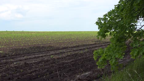 Fertile-Farmland-In-Central-Ukraine-With-Seedlings-Planted