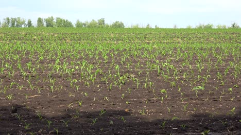 Fertile-Farmland-In-Central-Ukraine-With-Seedlings-Planted