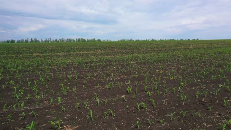 Antena-Sobre-Campos-Agrícolas-Y-Cultivos-De-Plántulas-Agrícolas-Que-Crecen-En-Ucrania