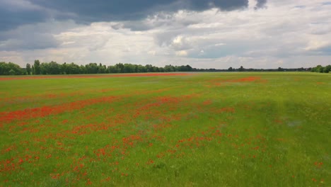 Eine-Impressionistische-Antenne-über-Ukrainischen-Feldern-Mit-Wachsenden-Wildblumen-Deutet-Auf-Die-Ukrainische-Landwirtschaft-Und-Landschaft-Hin