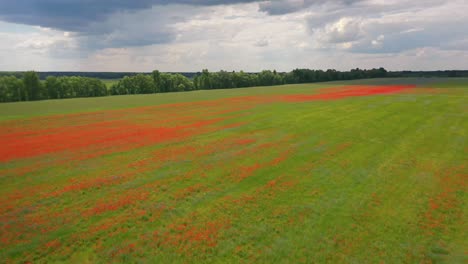 Luftaufnahmen-über-Ukrainischen-Feldern-Mit-Wachsenden-Wildblumen-Deuten-Auf-Ukrainische-Landwirtschaft-Und-Landschaft-Hin