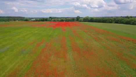 Aerial-Over-Ukraine-Fields-With-Red-Wildflowers-Growing-Suggests-Ukrainian-Agriculture-And-Landscape