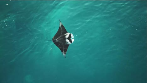 Excellent-Aerial-Shot-Of-A-Manta-Ray-Swimming-In-Indonesia